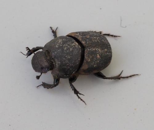 Réf. 252 094 : Onthophagus medius